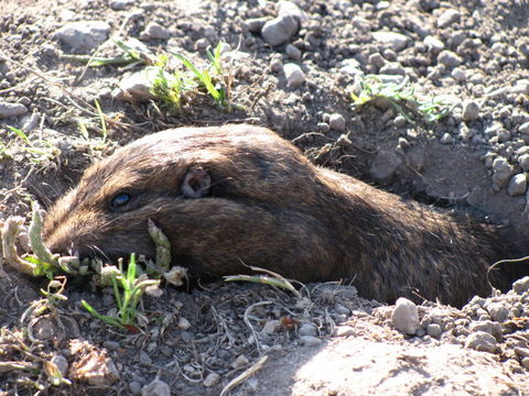 Image of Botta's Pocket Gopher