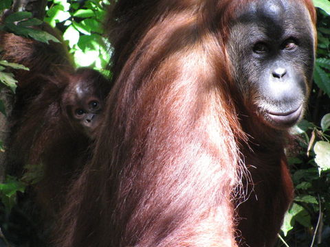 Image of Sumatran orangutan