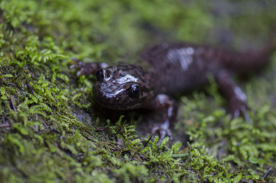 Image de Dicamptodon ensatus (Eschscholtz 1833)