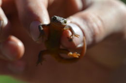 Image of California Newt