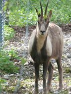 Image of Apennine chamois