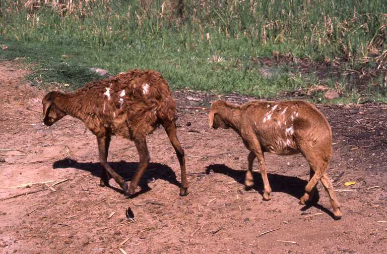 Plancia ëd Ovis aries Linnaeus 1758