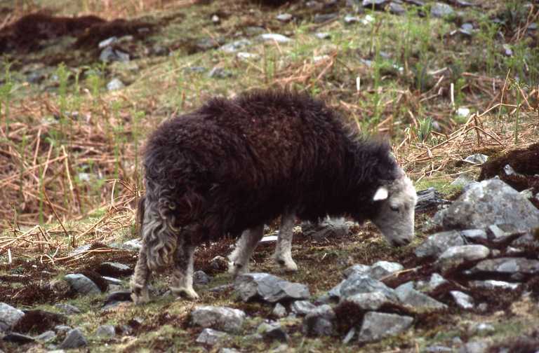 Image of Domestic Sheep