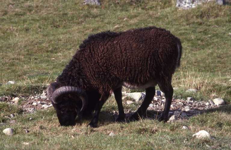 Image of Domestic Sheep