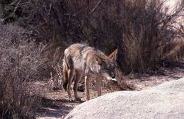 Image of American jackal