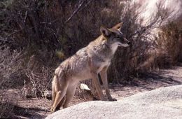 Image of American jackal