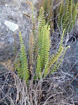 Cheilanthes mathewsii Kunze resmi