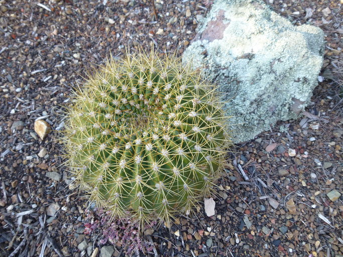 Image de <i>Echinopsis bruchii</i>