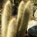 Image of cleistocactus