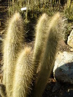 Imagem de Cleistocactus hyalacanthus (K. Schum.) Rol.-Goss.