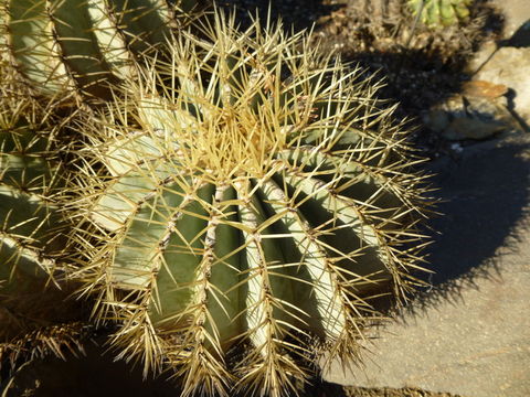 Ferocactus glaucescens (DC.) Britton & Rose resmi