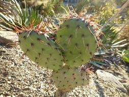 Image of Opuntia stenopetala Engelm.