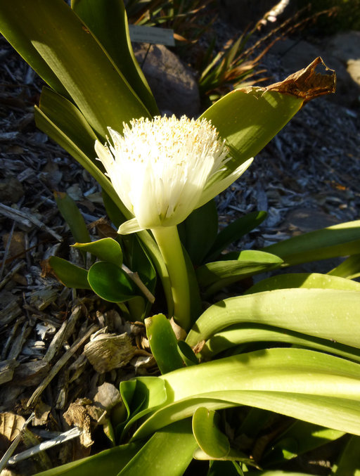 Imagem de Haemanthus albiflos Jacq.