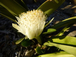 Imagem de Haemanthus albiflos Jacq.