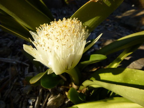 Image of Haemanthus albiflos Jacq.