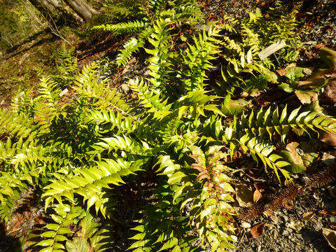 Image of Japanese netvein hollyfern