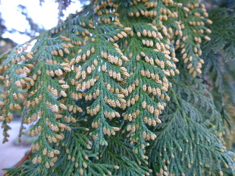 Image of Formosan Cypress