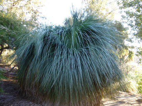 Image of Xanthorrhoea quadrangulata F. Muell.