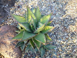 Image of Agave margaritae Brandegee