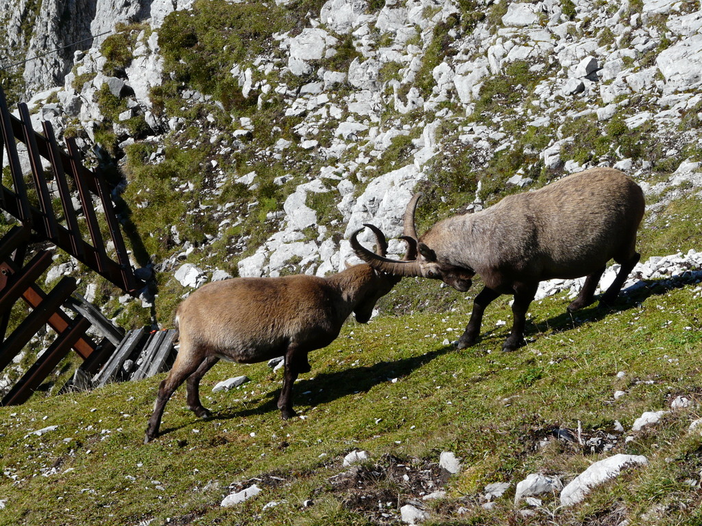 صورة <i>Capra <i>ibex</i></i> ibex