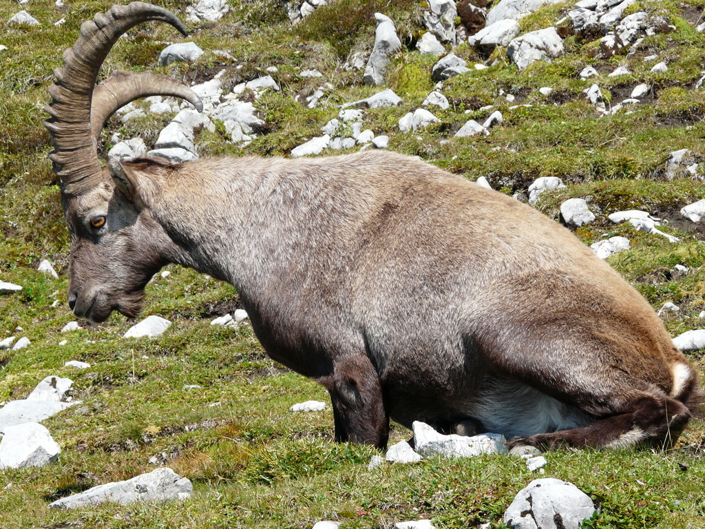 صورة <i>Capra <i>ibex</i></i> ibex