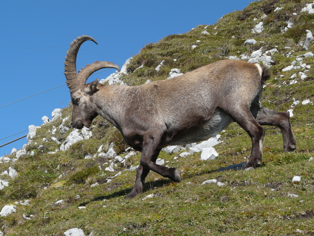 صورة <i>Capra <i>ibex</i></i> ibex