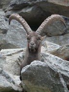 Image de <i>Capra <i>ibex</i></i> ibex