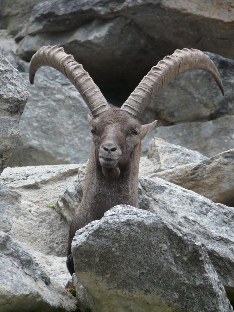 صورة <i>Capra <i>ibex</i></i> ibex