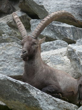 Image de <i>Capra <i>ibex</i></i> ibex