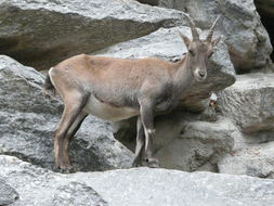 Image of <i>Capra <i>ibex</i></i> ibex