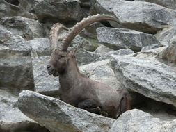 صورة <i>Capra <i>ibex</i></i> ibex