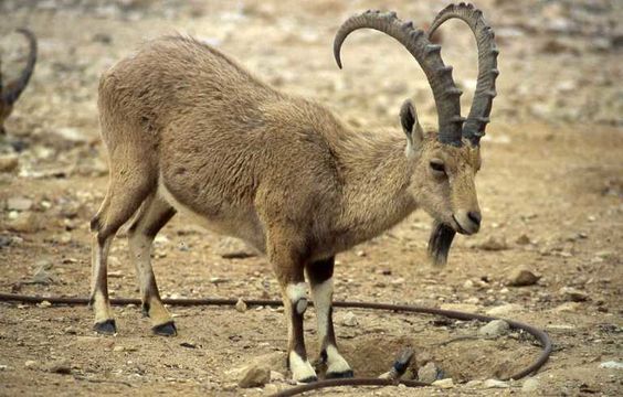 Image of Nubian Ibex