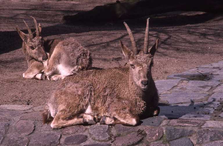 Image of Asiatic Ibex