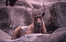 Image of Asiatic Ibex