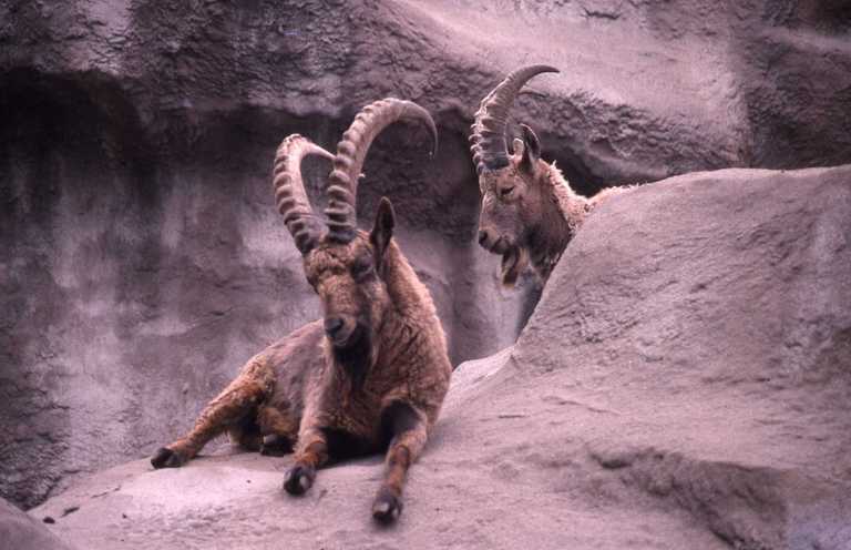 Image of Asiatic Ibex