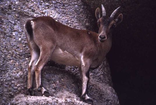 Image of Iberian Wild Goat