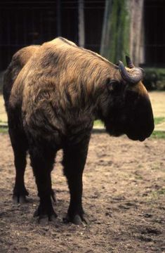 Image of Mishmi takin