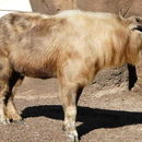 Image of Sichuan takin