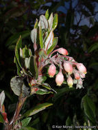 Imagem de Arctostaphylos bicolor (Nutt.) A. Gray