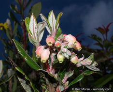 Image de Arctostaphylos bicolor (Nutt.) A. Gray