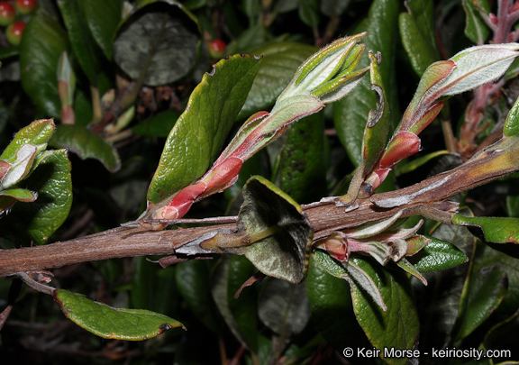 Image de Arctostaphylos bicolor (Nutt.) A. Gray