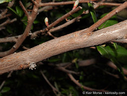 Imagem de Arctostaphylos bicolor (Nutt.) A. Gray