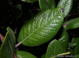 Image de Arctostaphylos bicolor (Nutt.) A. Gray