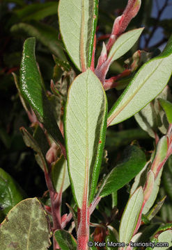 Imagem de Arctostaphylos bicolor (Nutt.) A. Gray