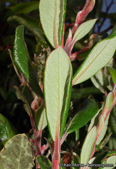 Image de Arctostaphylos bicolor (Nutt.) A. Gray