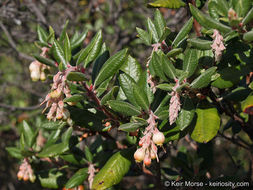 Image de Arctostaphylos bicolor (Nutt.) A. Gray