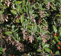 Imagem de Arctostaphylos bicolor (Nutt.) A. Gray