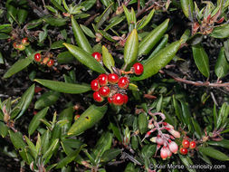 Imagem de Arctostaphylos bicolor (Nutt.) A. Gray