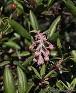 Imagem de Arctostaphylos bicolor (Nutt.) A. Gray