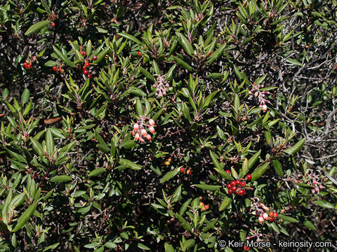 Imagem de Arctostaphylos bicolor (Nutt.) A. Gray